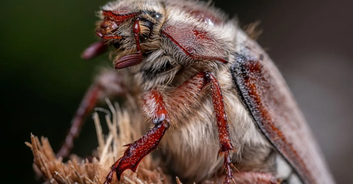 découvrez tout sur les larves blanches, ces insectes nuisibles affectant les plantations, et apprenez comment les identifier et les contrôler efficacement.