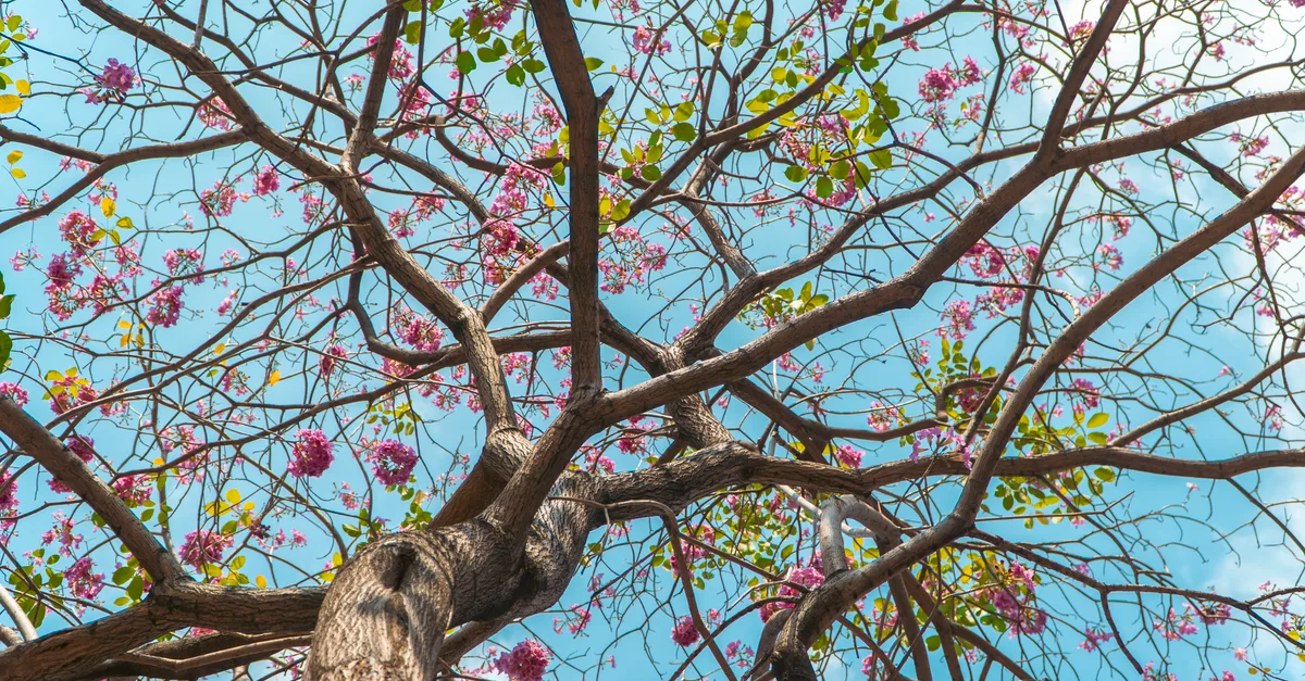 découvrez les inconvénients du catalpa, un arbre ornemental aux caractéristiques qui peuvent poser certains problèmes dans votre jardin.