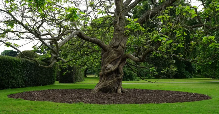 découvrez les inconvénients du catalpa, un arbre ornemental aux particularités à connaître avant plantation : entretien, croissance et impact environnemental.