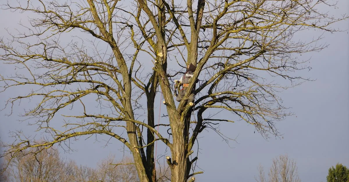 apprenez les meilleures techniques d'élagage pour entretenir vos arbres et arbustes, favoriser leur santé et leur croissance optimale.