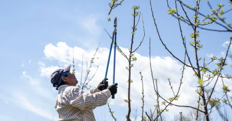 découvrez les meilleures techniques d'élagage pour entretenir vos arbres et arbustes, favoriser leur croissance et assurer leur santé tout au long de l'année.