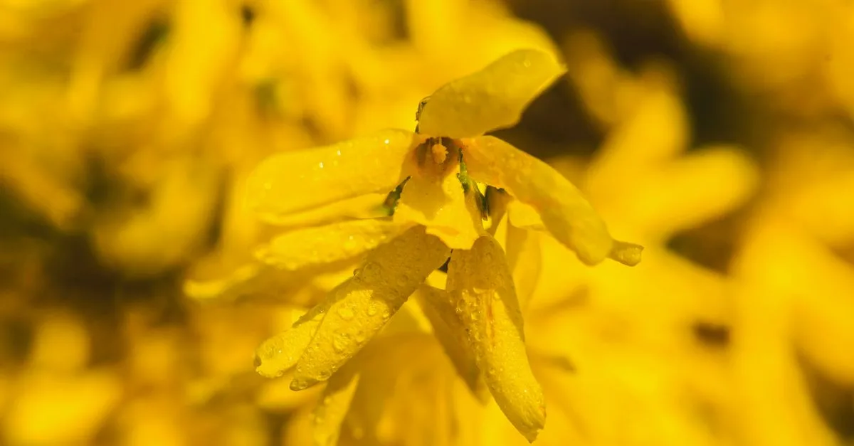 découvrez comment tailler le forsythia pour favoriser une floraison abondante et maintenir un arbuste en bonne santé tout au long de la saison.