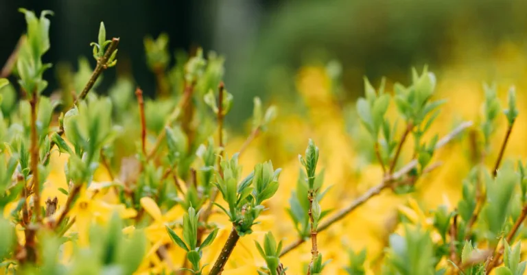 guide pratique pour tailler le forsythia afin de favoriser une croissance saine et une floraison abondante au printemps.