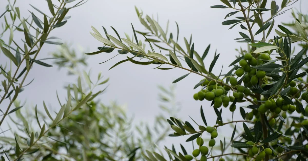 découvrez les meilleures techniques pour tailler un olivier et favoriser sa croissance, sa santé et sa production d'olives.