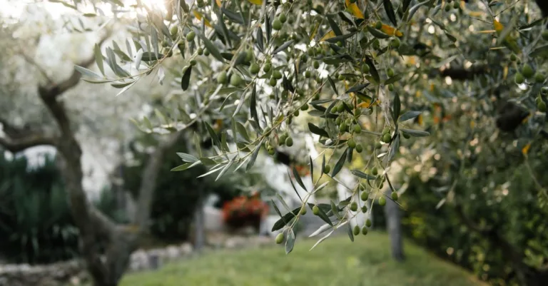 apprenez comment tailler un olivier efficacement pour favoriser sa croissance et sa production d'olives. conseils pratiques et techniques de taille adaptés à chaque saison.