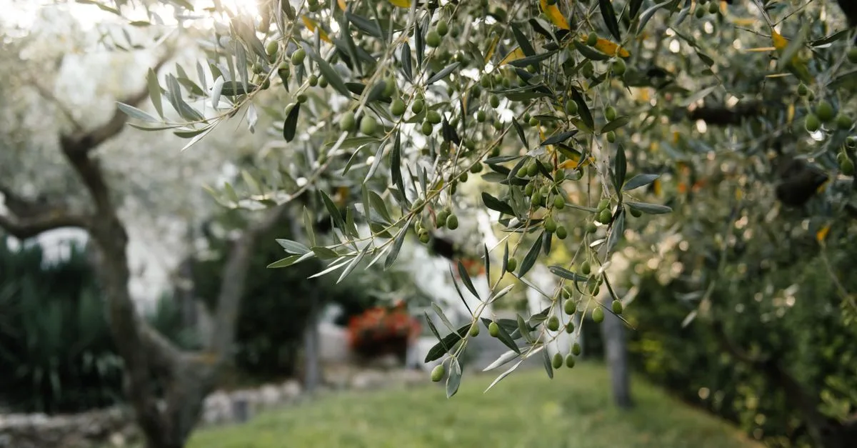 apprenez comment tailler un olivier efficacement pour favoriser sa croissance et sa production d'olives. conseils pratiques et techniques de taille adaptés à chaque saison.