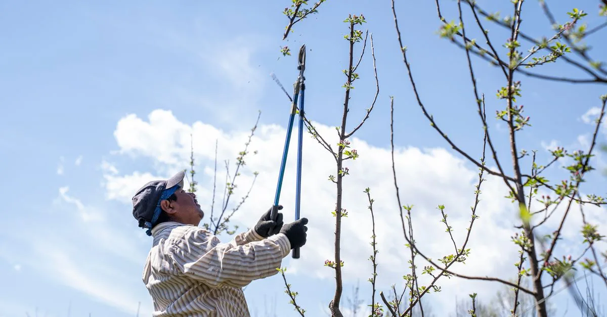 découvrez les meilleures techniques d'élagage pour entretenir vos arbres et arbustes, favoriser leur croissance et assurer leur santé tout au long de l'année.