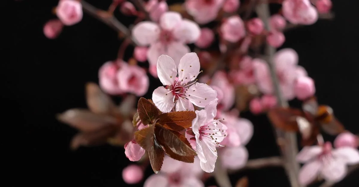 découvrez les différentes espèces de prunus, des arbres fruitiers et ornementaux prisés pour leur floraison spectaculaire et leurs fruits délicieux.