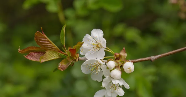 découvrez les différentes espèces de prunus, arbres et arbustes appréciés pour leurs fleurs élégantes et leurs fruits savoureux, idéaux pour votre jardin.