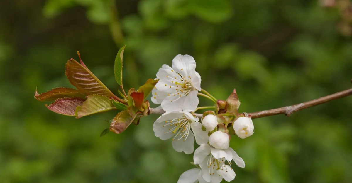 découvrez les différentes espèces de prunus, arbres et arbustes appréciés pour leurs fleurs élégantes et leurs fruits savoureux, idéaux pour votre jardin.