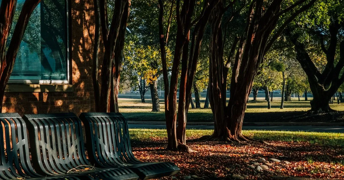 découvrez les arbres d'ombrage idéaux pour créer des espaces frais et agréables dans votre jardin. nos conseils pour bien choisir et entretenir vos arbres d'ombrage.