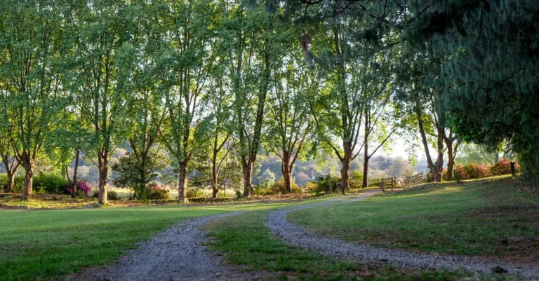 découvrez notre sélection d'arbres d'ombrage pour embellir et rafraîchir votre jardin tout en offrant un refuge naturel contre le soleil.