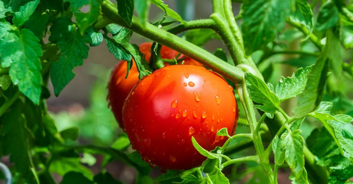 découvrez les meilleures plantes compagnes pour la culture des tomates afin d'améliorer leur croissance, protéger contre les ravageurs et maximiser vos récoltes.