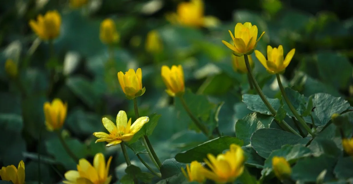 découvrez la beauté éclatante des fleurs jaunes de printemps, symboles de renouveau et de joie, parfaites pour illuminer votre jardin ou votre décoration.