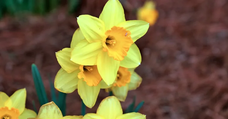 découvrez la beauté éclatante des fleurs jaunes de printemps, symboles de renouveau et de bonheur, qui illuminent jardins et paysages dès les premiers rayons de soleil.
