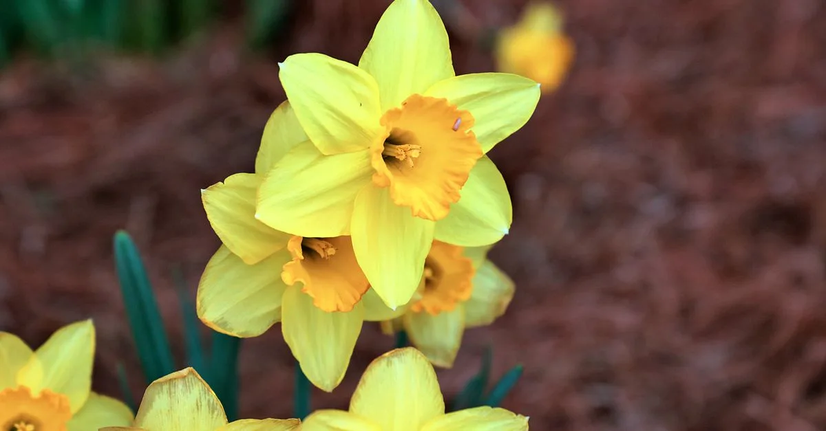 découvrez la beauté éclatante des fleurs jaunes de printemps, symboles de renouveau et de bonheur, qui illuminent jardins et paysages dès les premiers rayons de soleil.