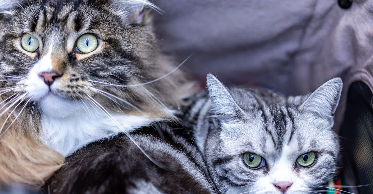 conseils pour vivre en harmonie avec votre chat : découvrez des astuces pratiques pour une coexistence réussie et un environnement apaisant.