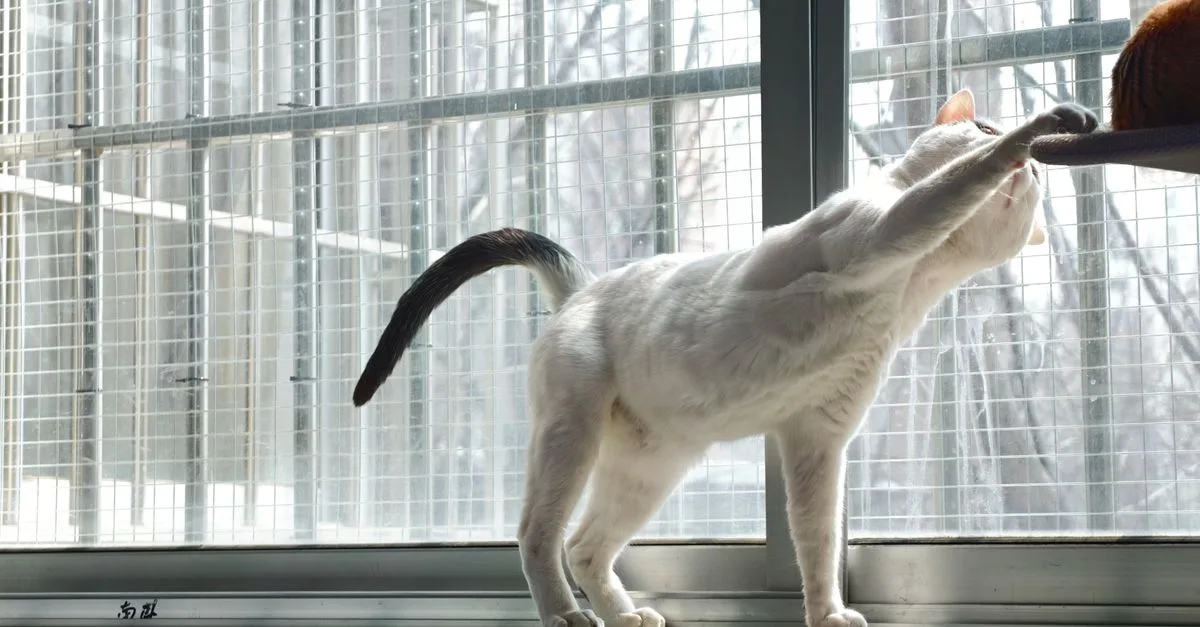 découvrez des conseils essentiels pour une coexistence harmonieuse avec votre chat, favorisant bien-être et complicité au quotidien.
