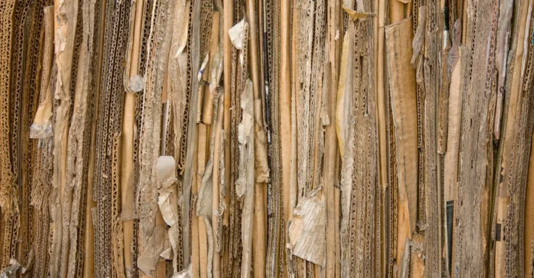 découvrez le bon ratio entre carton et déchets alimentaires pour réussir votre lombricompostage, équilibrer l’humidité et garder vos vers en bonne santé.