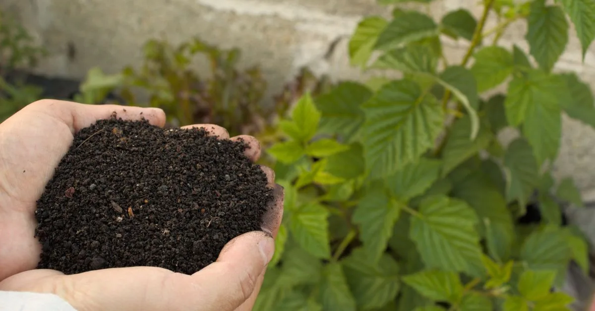 découvrez comment utiliser le marc de café en lombricompostage : dosages, bonnes pratiques et conseils pour nourrir vos vers sans déséquilibrer le compost.
