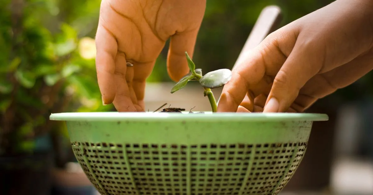 découvrez le vermicompostage : transformez vos déchets organiques en engrais naturel grâce aux vers et adoptez un geste simple pour réduire vos déchets.
