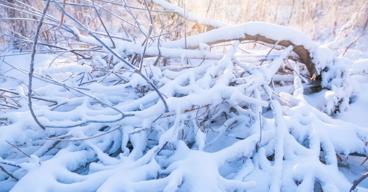 découvrez comment maintenir votre lombricomposteur actif en hiver grâce à des conseils simples pour protéger les vers du froid et favoriser le compostage.