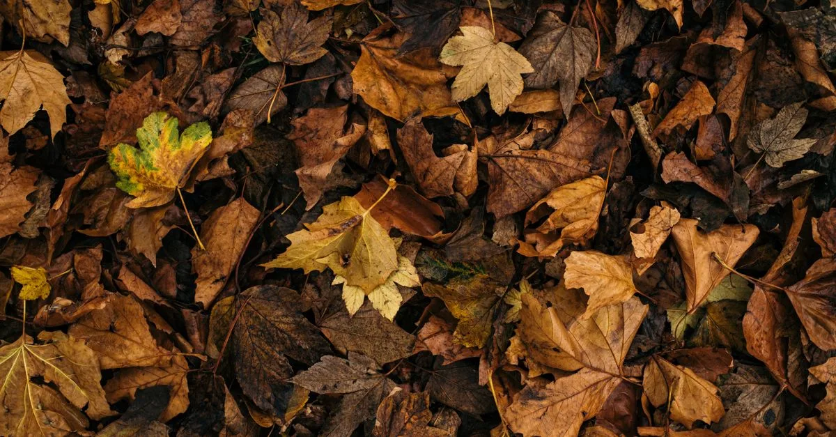 découvrez comment réussir le compostage par les vers en hiver : température, emplacement et conseils pour protéger vos lombrics du froid.