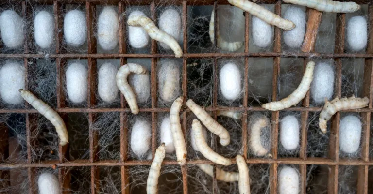 découvrez pourquoi les vers se regroupent dans les coins et comment comprendre les causes de ce comportement dans votre maison ou votre jardin.