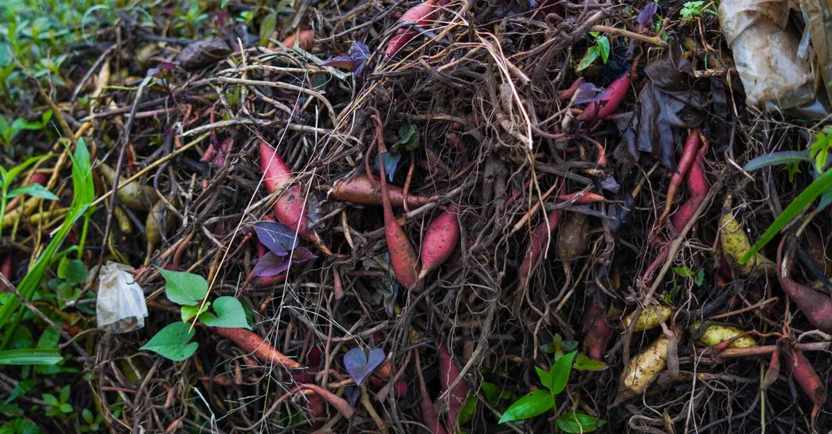 découvrez pourquoi des vers se retrouvent dans le bac de récupération de votre lombricomposteur et comment les remettre dans le compost.