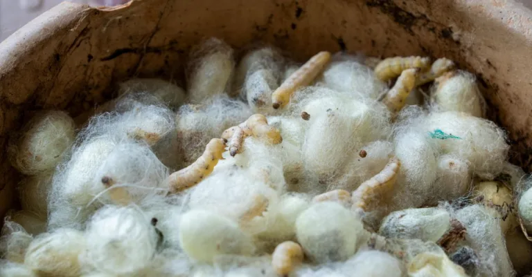 découvrez pourquoi des vers se retrouvent dans le bac de récupération de votre lombricomposteur et comment les éviter pour récolter un compost de qualité.